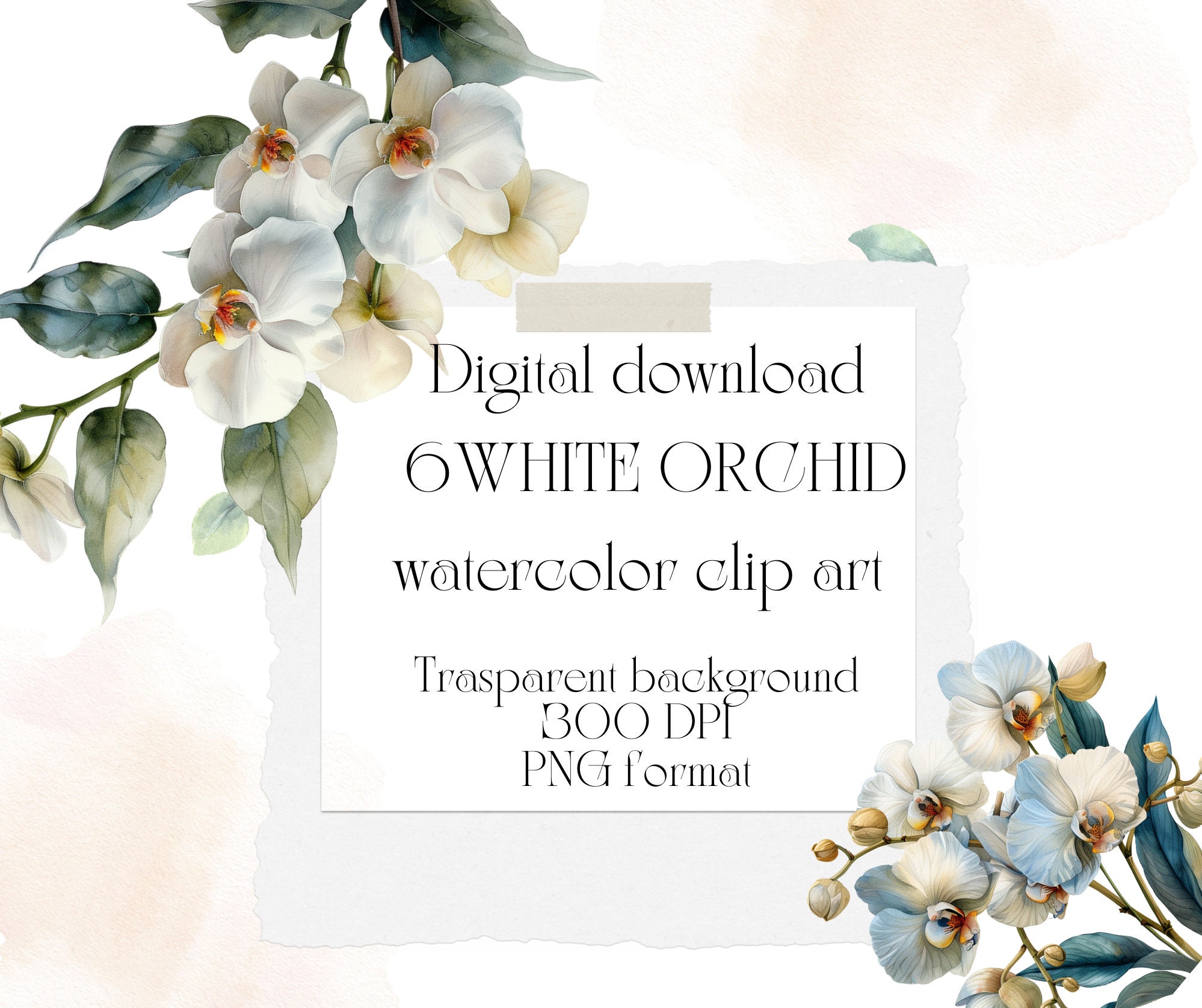 6 White Orchid Flower Watercolor Clipart, Digital Download, PNG Files For Commercial Use, Transparent Background, Cards, Papercraft.