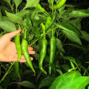 Hot Pepper -Long Chili Vegetable Seeds Bild 4