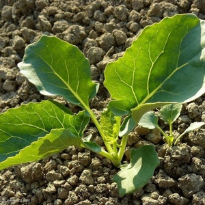 Broccoli -Autumn Beauty