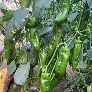K&ouml;nnte beinhalten: Nahaufnahme einer gr&uuml;nen Paprikapflanze mit vielen reifen gr&uuml;nen Paprikaschoten, die an den Zweigen h&auml;ngen. Die Paprika sind lang und schlank, mit einer glatten, gl&auml;nzenden Oberfl&auml;che.