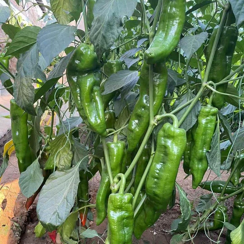 K&ouml;nnte beinhalten: Nahaufnahme einer gr&uuml;nen Paprikapflanze mit vielen reifen gr&uuml;nen Paprikaschoten, die an den Zweigen h&auml;ngen. Die Paprika sind lang und schlank, mit einer glatten, gl&auml;nzenden Oberfl&auml;che.