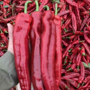 Hot Pepper -Long Chili Vegetable Seeds Bild 6