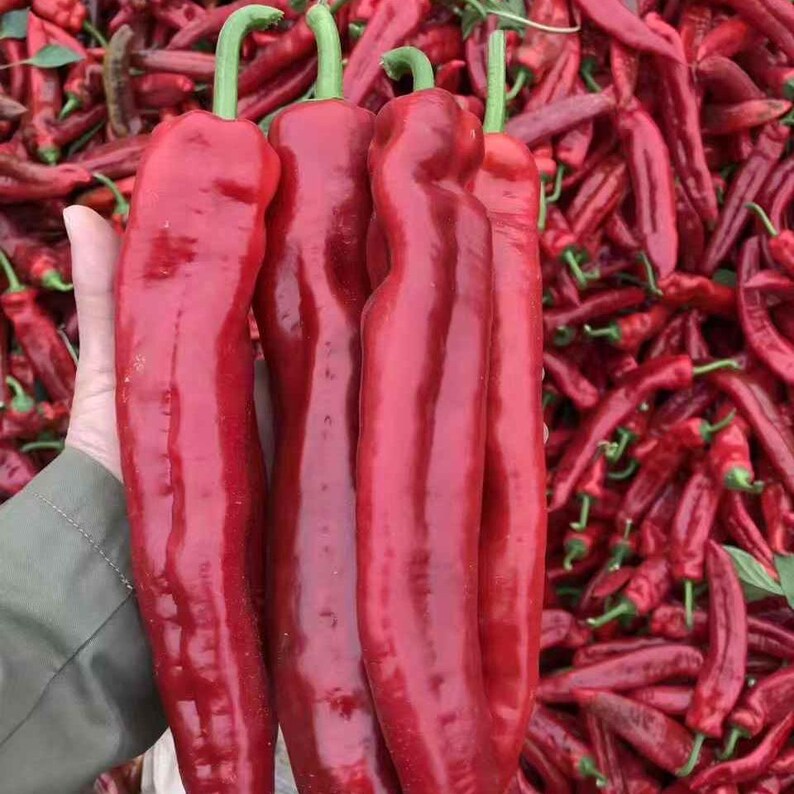 Hot Pepper -Long Chili Vegetable Seeds Bild 6