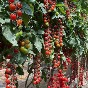 May include: A close-up of a tomato plant with many red cherry tomatoes growing on it. The tomatoes are hanging in clusters from the branches of the plant.