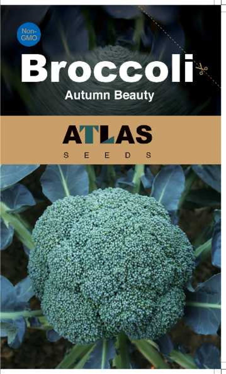 May include: A close-up of a large green broccoli floret. The broccoli is surrounded by dark green leaves. The text "Broccoli Autumn Beauty" and "ATLAS SEEDS" is visible on the image.