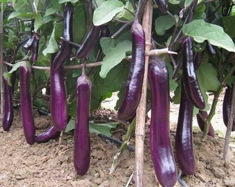 Long Eggplant -Atlas Wonder Vegetable Seeds