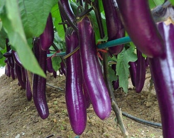 Long Eggplant -Atlas Wonder Vegetable Seeds