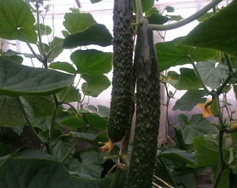 Long Thorn Cucumber -Green Champion Vegetable Seeds