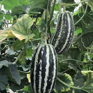 Melon -Sweetie Vegetable Seeds