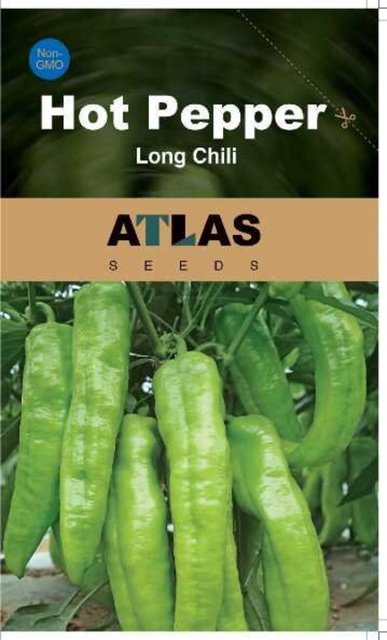 Hot Pepper -Long Chili Vegetable Seeds Bild 8