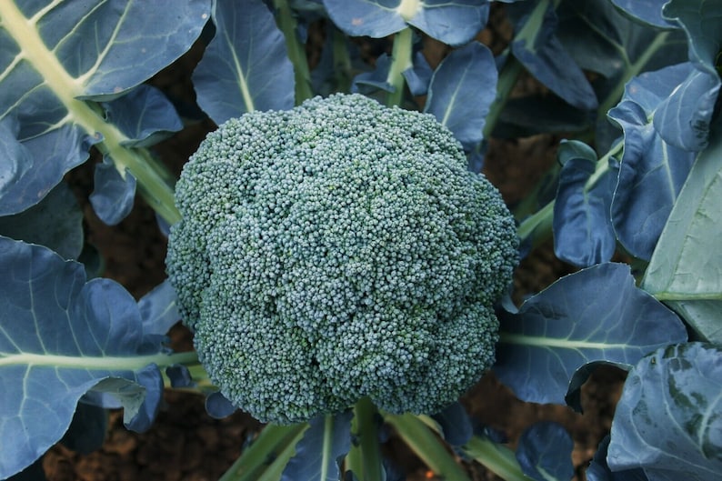 Broccoli -Autumn Beauty