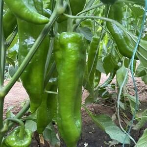 K&ouml;nnte beinhalten: Nahaufnahme von gr&uuml;nen Paprika, die an einer Rebe wachsen. Die Paprika sind lang und schlank, mit einer glatten, gl&auml;nzenden Oberfl&auml;che.