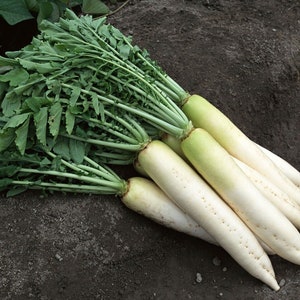 Turnip -Snow-white Vegetable Seeds over 1000pills.