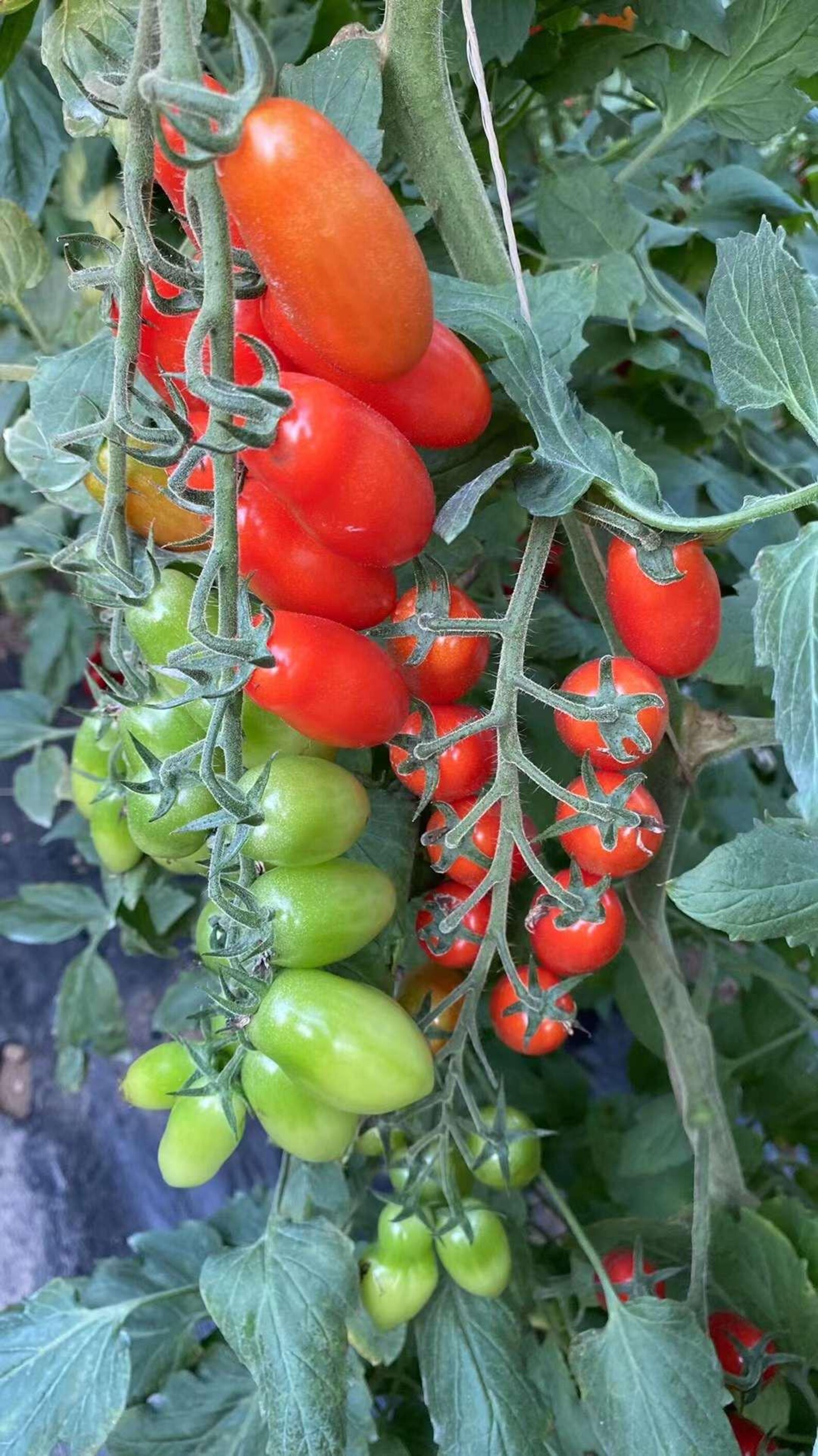 Ruby Vegetable Tomato -cherry Ruby Vegetable Seeds - Etsy