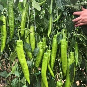 K&ouml;nnte beinhalten: Nahaufnahme einer Traube gr&uuml;ner Chilischoten, die an einer Pflanze h&auml;ngen. Die Schoten sind lang und schlank, mit einer glatten Oberfl&auml;che. Sie sind alle etwa gleich gro&szlig; und geformt.