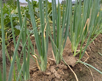 Atlas Scallion Onion Vegetable Seeds - Over 10,00 Seeds