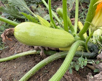 Könnte beinhalten: Eine große grüne Zucchini wächst an einer Rebe mit mehreren anderen kleineren Zucchinis. Die Zucchini ist von grünen Blättern und Stielen umgeben.