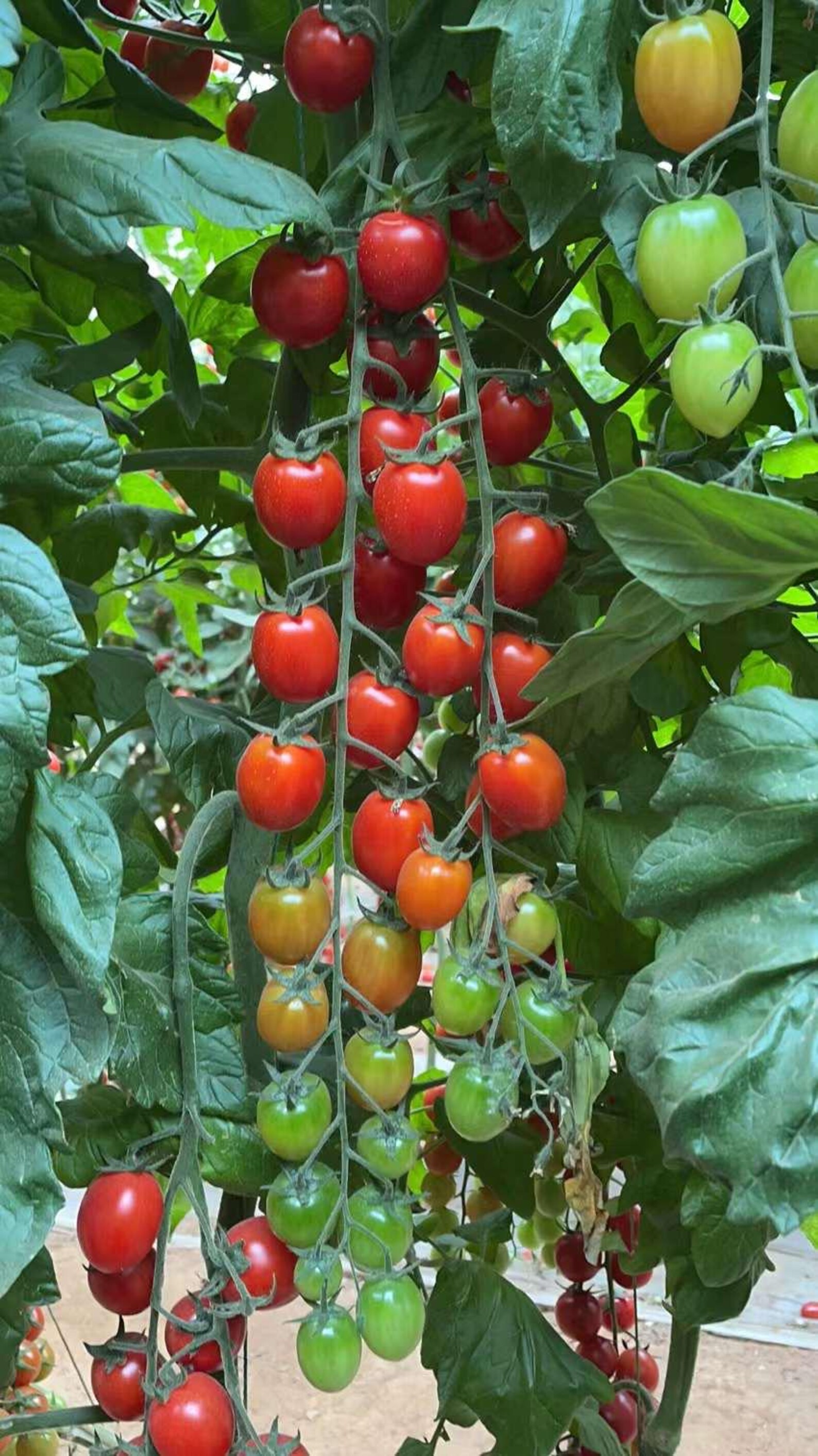 Ruby Vegetable Tomato -cherry Ruby Vegetable Seeds - Etsy
