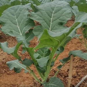 Broccoli -Autumn Beauty