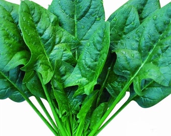 Spinach -Atlas Green Vegetable Seeds