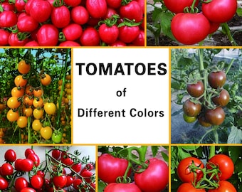 Könnte beinhalten: Eine Collage mit verschiedenen Tomatensorten in unterschiedlichen Farben. Das Bild zeigt rote, gelbe und braune Tomaten, mit dem Text "TOMATEN of Verschiedene Farben" in der Mitte. Die Tomaten werden an der Rebe gezeigt.