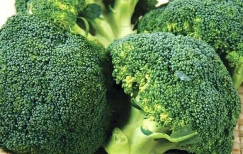 Broccoli -Autumn Beauty