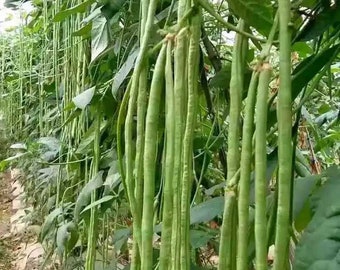 Cowpea -10g Vegetable Seeds