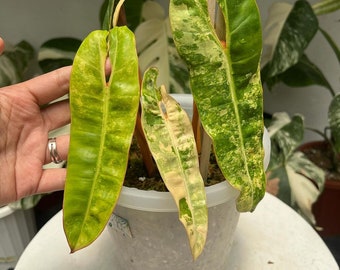 billie variegated