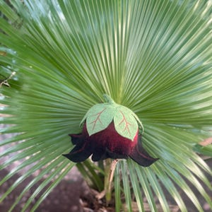 Puede incluir: Una flor de fieltro hecha a mano con un centro rojo oscuro y p&eacute;talos negros. La flor tiene hojas verdes con venas rojas y un tallo verde. La flor se encuentra frente a una gran hoja de palma verde.