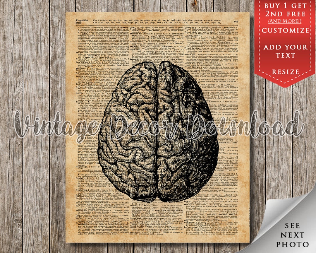Human Anatomy Ink Illustration of Brain Medicine Medical Vintage ...