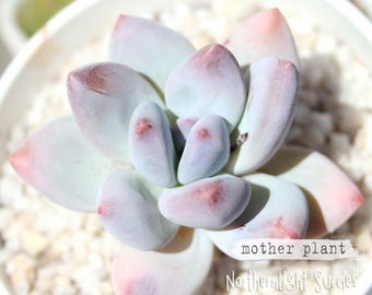 Pachyveria Tamazo (Air Magic E colorata x Pphy Amazoness) - 1 sprießendes Blatt - pralle, pudrige, super seltene koreanische Sukkulente