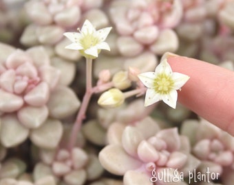 3 x leaves or 1 x unrooted cutting - Graptopetalum mendozae - wonderful pink shimmering chubby succulent