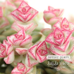 1 x cutting - Crassula Pastel / Tom Thumb variegated (China) - beautiful pink and white mini succulent