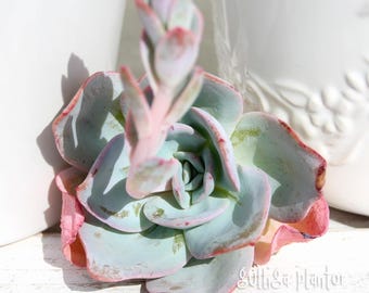 Echeveria Brinks Blue (Laui x Subrigida) - 1 baby - blauwe zeldzame vetplant