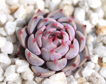 1 x baby succulenta - xEcheveria Indigo Mini x Lilacina - punte rosa viola rosse nuova succulenta coreana estremamente rara