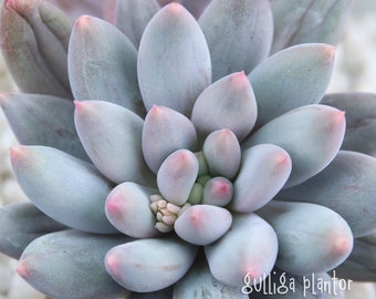 1 x baby succulenta - Pachyphytum Giant Finger (E colorata x Babyfinger) - bellissima succulenta coreana rara blu rosa