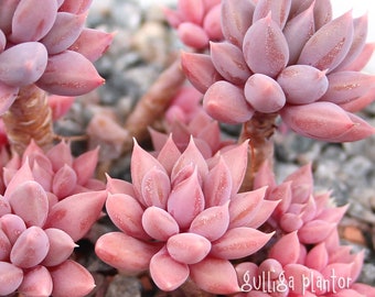 xGraptophytum rusbyi x machucae - 1 sprießendes Blatt oder 2 Blätter zur Vermehrung - super seltene winzige Sukkulenten Hybride