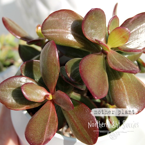 1 x rooted cutting/plant or 1 x unrooted cutting - Crassula Roger Hyan reverse variegated Jade plant Money tree