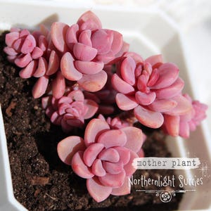 Farina Succulent - Etsy Canada