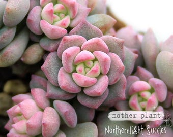 Sedum dasyphyllum Baby Pink - 1 esqueje pequeño o 5 hojas diminutas para propagación - suculenta mini rosa poco común