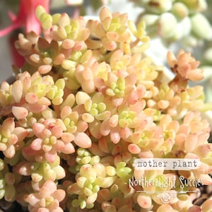 3 x leaves, 1 or 3 x cuttings - Sedum Little Sun - chubby soft pink peachy succulent