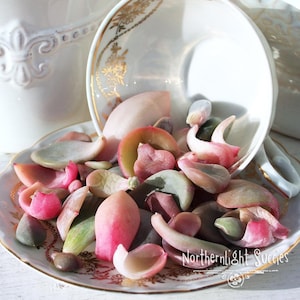 Peut inclure: Une tasse et une soucoupe blanches avec des bordures dorées, débordant de feuilles de succulentes colorées. Les feuilles présentent des nuances de rose, de vert et de pêche. La soucoupe a un motif doré décoratif. L'image est bien éclairée.
