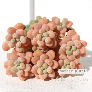 1 x cutting - Sedum Rococo - chubby pink peachy succulent