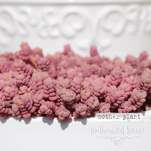 10 x cuttings - Sedum minor - gorgeous pink purple mini succulent