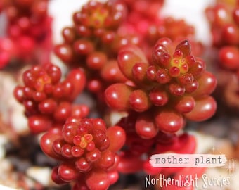 Sedum Red Berry - 1 cutting or 5 leaves - red succulent stonecrop