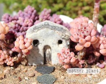 Microcalyx graptopetalum - 1 stekje of 5 kleine blaadjes voor vermeerdering - roze perzikachtige mini vetplant