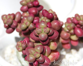 1 - rooted cutting - Crassula Purple Light Purple Fat Leaf (South Korea) - chubby purple succulent