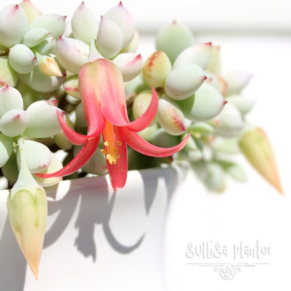 1 x small plant - Cotyledon pendens /Cliff Cotyledon variegated - beautiful trailing white powdery succulent orange bellshaped flowers