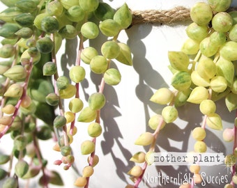 1 x cutting - Curio (Senecio) herreanus variegatus String of Tears / Raindrops / Beads / (Pearls) - trailing variegated succulent