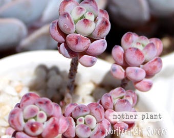Sedum commixtum / Comic Tom - 1 bouture ou 3 feuilles - succulent bleu violet